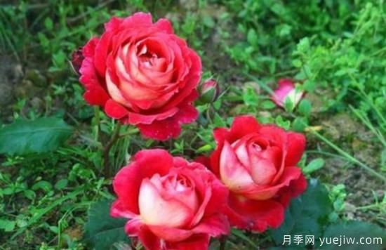 分享香味濃郁的10個(gè)月季花品種，皮實(shí)好養(yǎng)顏值高(圖1)