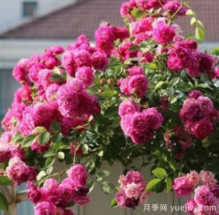 分享香味濃郁的10個(gè)月季花品種，皮實(shí)好養(yǎng)顏值高(圖6)