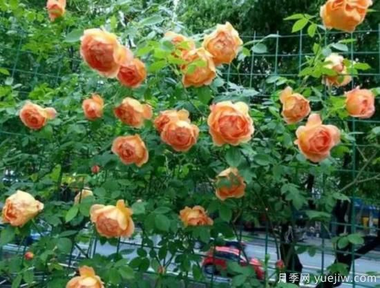 分享香味濃郁的10個(gè)月季花品種，皮實(shí)好養(yǎng)顏值高(圖7)