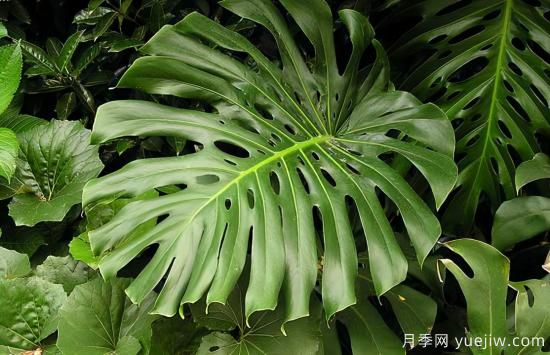 十大吸甲醛植物，你家養(yǎng)過哪幾種？(圖1)