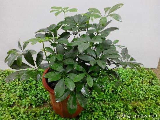 十大吸甲醛植物，你家養(yǎng)過哪幾種？(圖2)