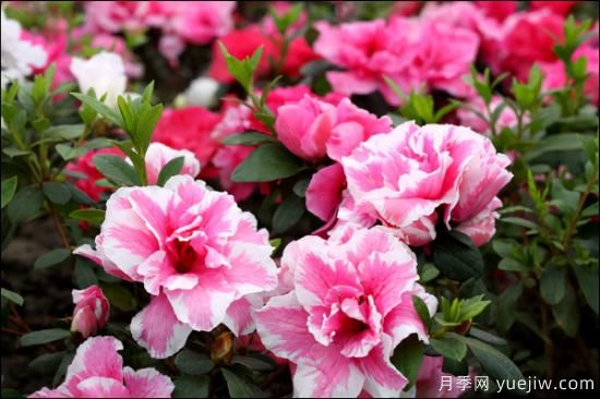 十大吸甲醛植物，你家養(yǎng)過哪幾種？(圖3)