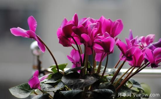 十大吸甲醛植物，你家養(yǎng)過哪幾種？(圖4)