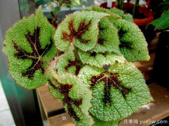 十大吸甲醛植物，你家養(yǎng)過哪幾種？(圖5)