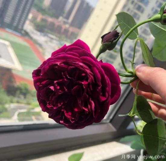 分享香味濃郁的10個(gè)月季花品種，皮實(shí)好養(yǎng)顏值高(圖9)