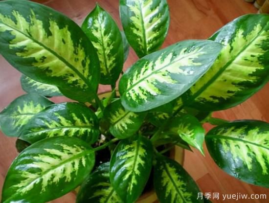 十大吸甲醛植物，你家養(yǎng)過哪幾種？(圖6)