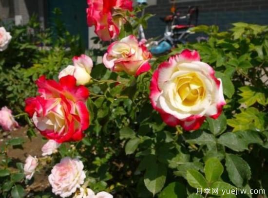 分享香味濃郁的10個(gè)月季花品種，皮實(shí)好養(yǎng)顏值高(圖10)