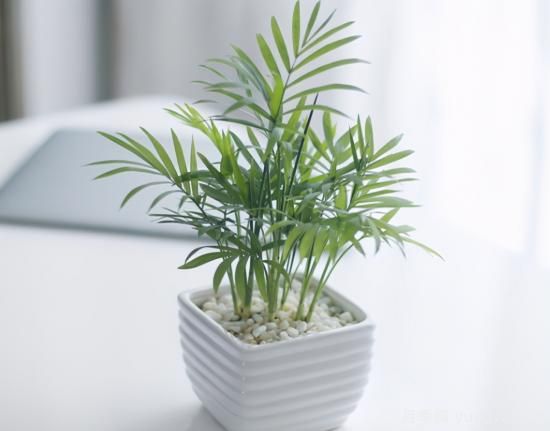 十大吸甲醛植物，你家養(yǎng)過哪幾種？(圖7)
