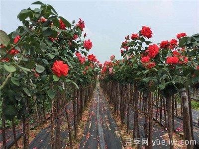 月季樹爛根，怎么治？(圖1)