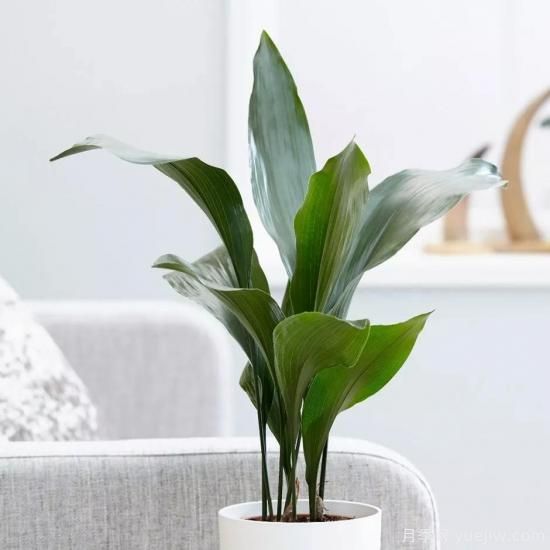 十大吸甲醛植物，你家養(yǎng)過哪幾種？(圖8)