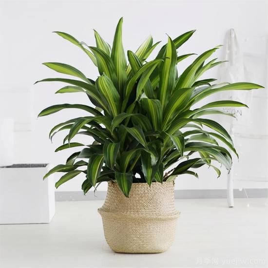 十大吸甲醛植物，你家養(yǎng)過哪幾種？(圖9)