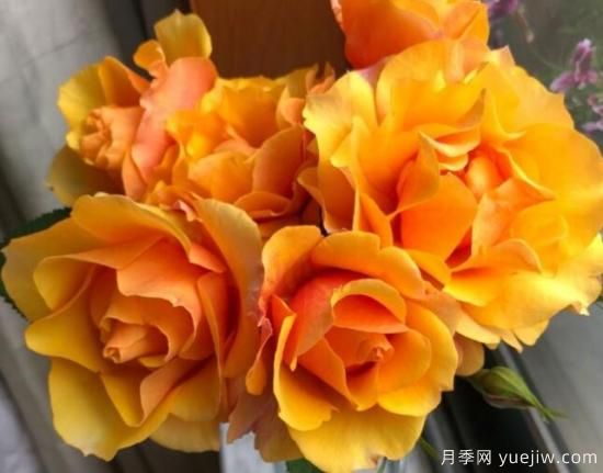 推薦8款冷門月季品種，養(yǎng)的是，但是表現(xiàn)真好(圖1)