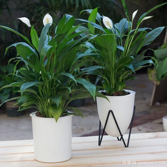 十大吸甲醛植物，你家養(yǎng)過哪幾種？(圖10)
