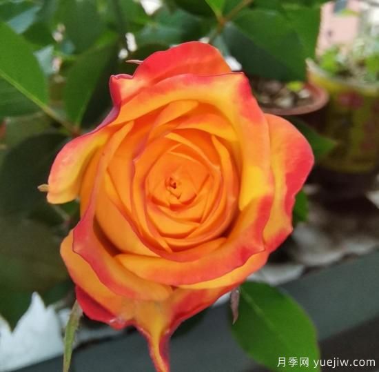 花卉屆的開花機(jī)器，容易養(yǎng)護(hù)易打理，月季簡簡單單開爆盆(圖3)