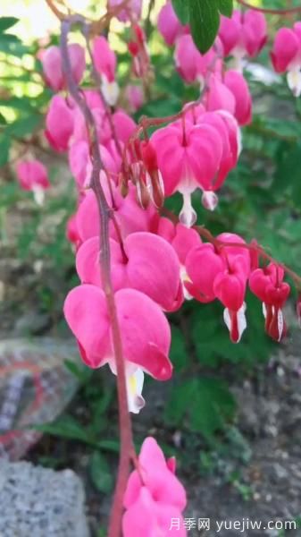 花卉屆的開花機(jī)器，容易養(yǎng)護(hù)易打理，月季簡簡單單開爆盆(圖4)