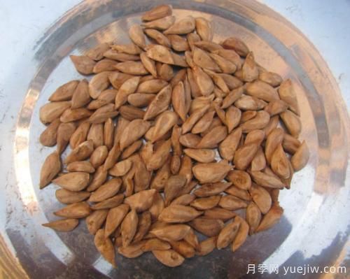 雪松種子怎么種植？養(yǎng)護(hù)要點(diǎn)有哪些(圖1)