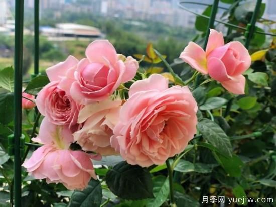 推薦8款冷門月季品種，養(yǎng)的是，但是表現(xiàn)真好(圖5)