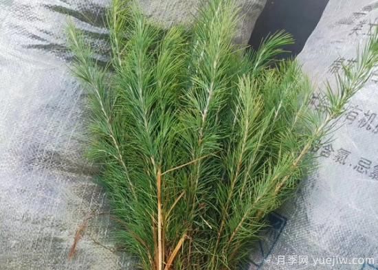 暴雨過(guò)后對(duì)雪松的保護(hù)措施有哪些？(圖1)