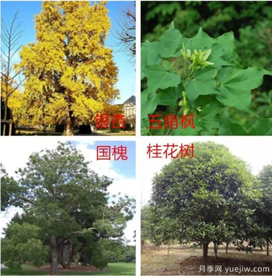 園林綠化中，樹木規(guī)劃遵守五大原則保持常綠常新(圖1)
