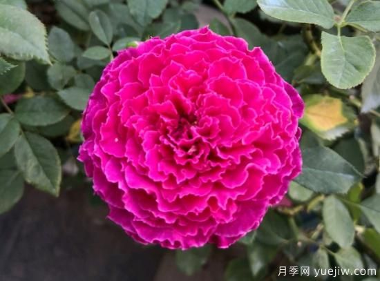 推薦8款冷門月季品種，養(yǎng)的是，但是表現(xiàn)真好(圖6)