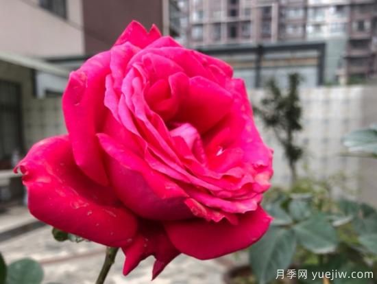 推薦8款冷門月季品種，養(yǎng)的是，但是表現(xiàn)真好(圖7)