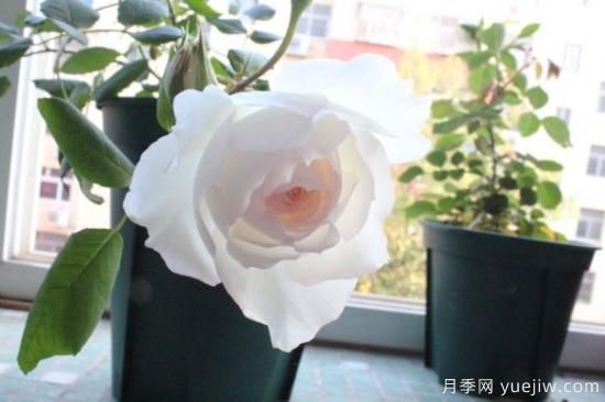 推薦8款冷門月季品種，養(yǎng)的是，但是表現(xiàn)真好(圖8)