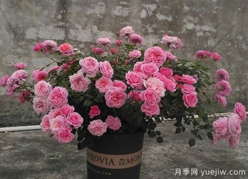 推薦6種濃香型月季，讓你愛(ài)不釋手(圖3)