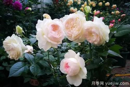 推薦6種濃香型月季，讓你愛(ài)不釋手(圖5)