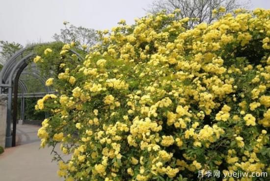 黃木香號稱開花勞模，耐寒耐熱養(yǎng)護簡單(圖2)
