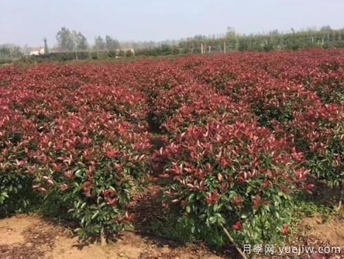 紅葉石楠樹需水量大小如何確定？(圖1)