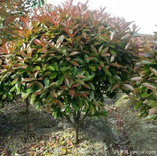 怎么樣培育紅葉石楠可以讓其更鮮艷？(圖1)