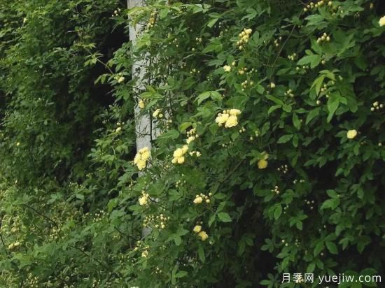 苗木行業(yè)進(jìn)入存量市場(chǎng)，這些領(lǐng)域仍需大量苗木(圖1)