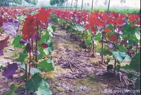 苗木行業(yè)進(jìn)入存量市場(chǎng)，這些領(lǐng)域仍需大量苗木(圖2)