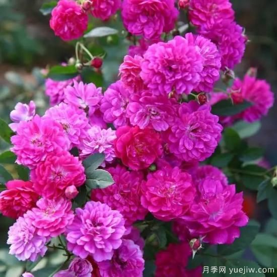 月季花友們，這些經(jīng)典月季品種你值得擁有(圖1)