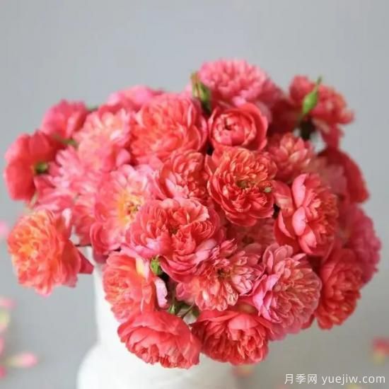 月季花友們，這些經(jīng)典月季品種你值得擁有(圖3)