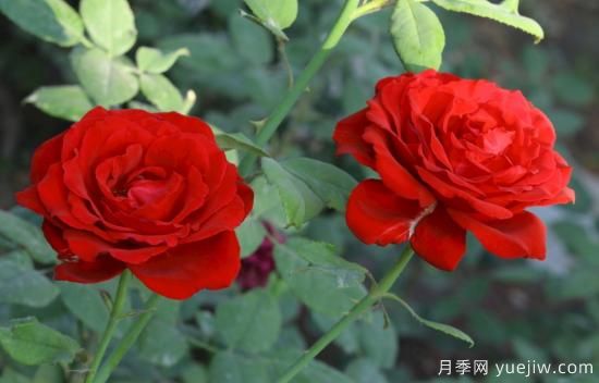 月季盲枝原因，月季盲枝解決方法(圖1)