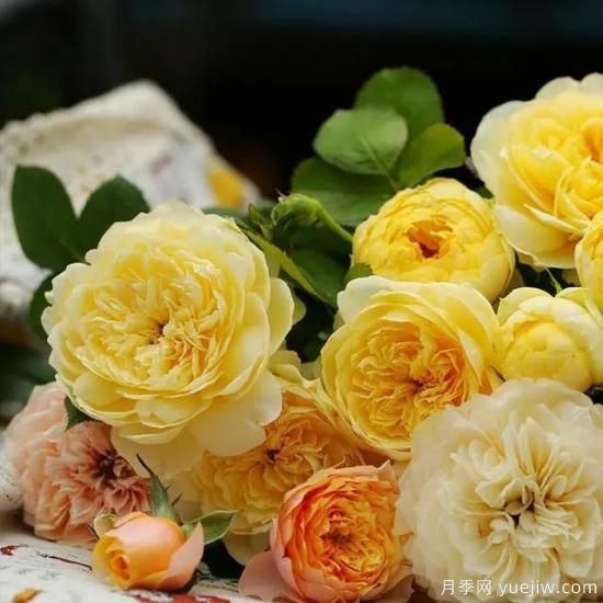 月季花友們，這些經(jīng)典月季品種你值得擁有(圖4)