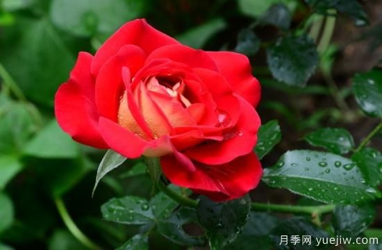 月季盲枝原因，月季盲枝解決方法(圖4)