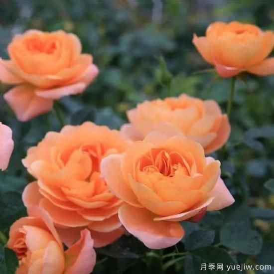 月季花友們，這些經(jīng)典月季品種你值得擁有(圖5)