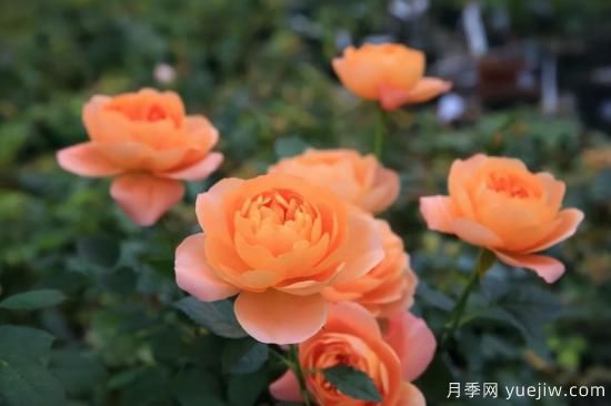 強烈推薦的11種月季花，陽臺變花園不是夢(圖1)