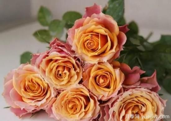 月季花友們，這些經(jīng)典月季品種你值得擁有(圖6)