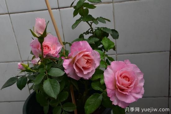 強烈推薦的11種月季花，陽臺變花園不是夢(圖3)