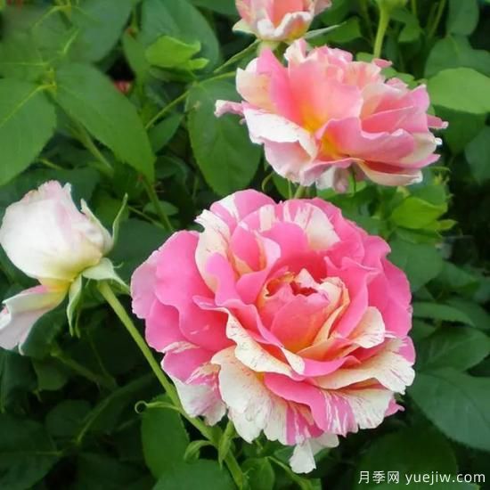 月季花友們，這些經(jīng)典月季品種你值得擁有(圖7)