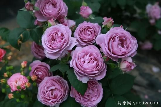 強烈推薦的11種月季花，陽臺變花園不是夢(圖7)