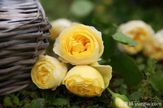 強烈推薦的11種月季花，陽臺變花園不是夢(圖9)