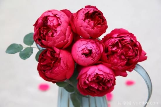 強烈推薦的11種月季花，陽臺變花園不是夢(圖10)