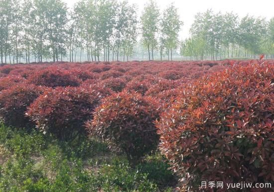 紅葉石楠在片植時部分死亡是什么原因？(圖1)