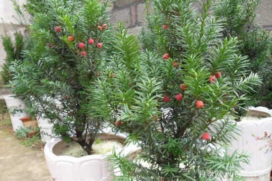 紅豆杉價(jià)格多少錢一棵？南陽紅豆杉樹苗價(jià)格(圖2)
