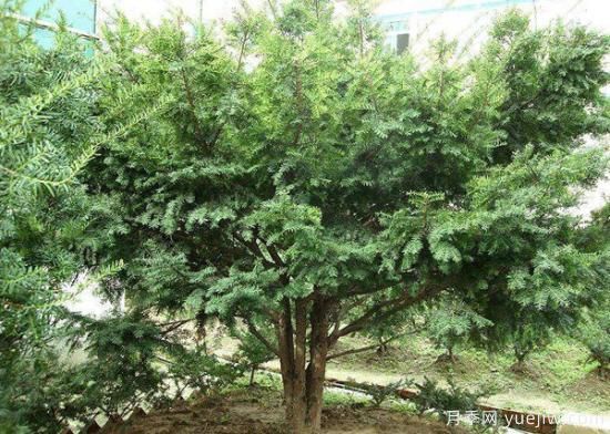 紅豆杉價(jià)格多少錢一棵？南陽紅豆杉樹苗價(jià)格(圖3)