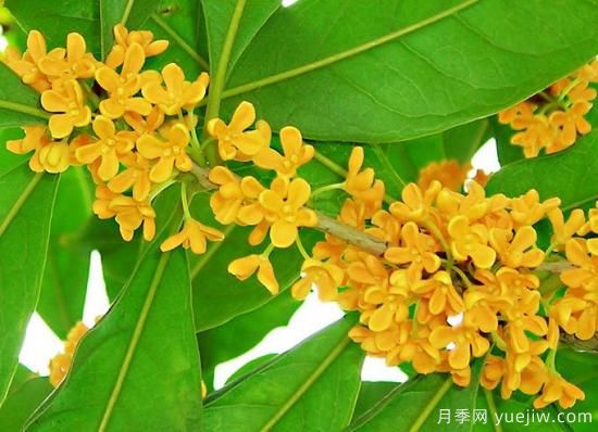 影響桂花樹開(kāi)花的因素有哪些？(圖1)